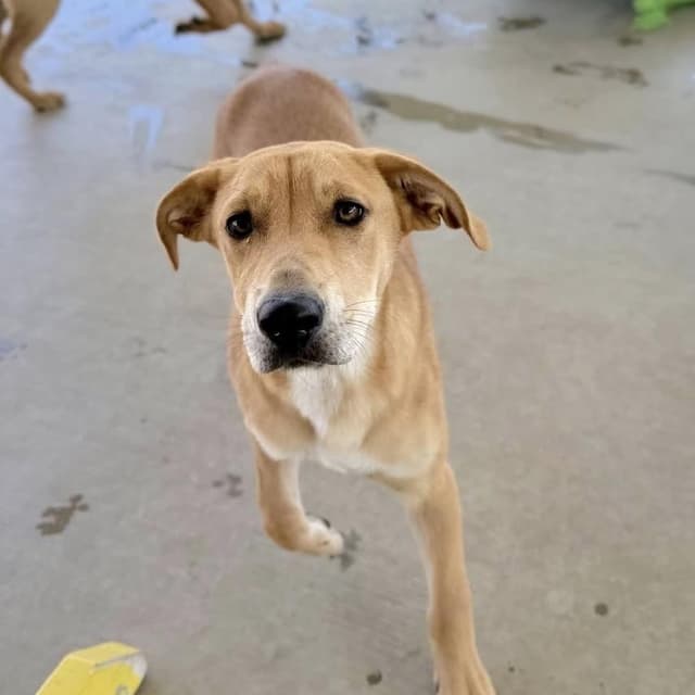 Madelyn - 100 adoption fee media 4