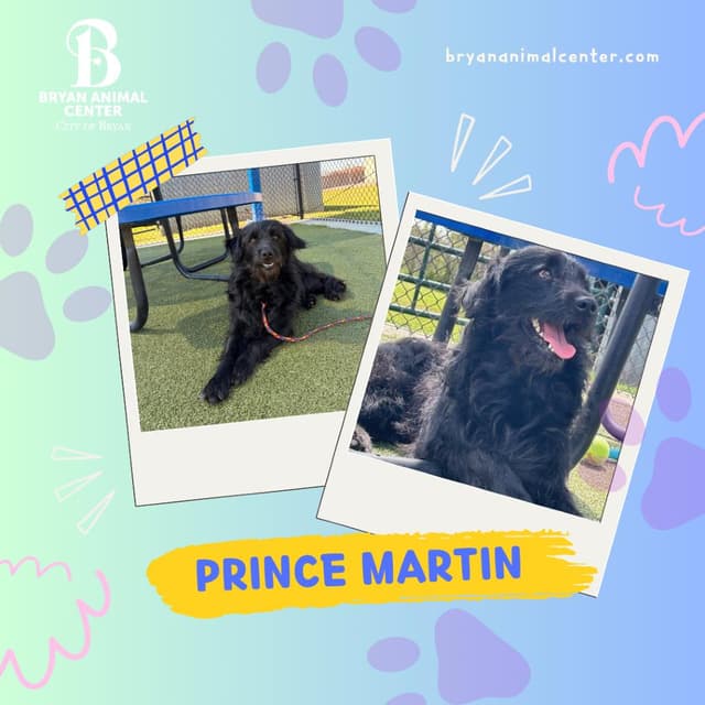 Prince Martin media 5