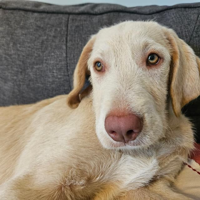 Basilisk *adoption pending* media 5