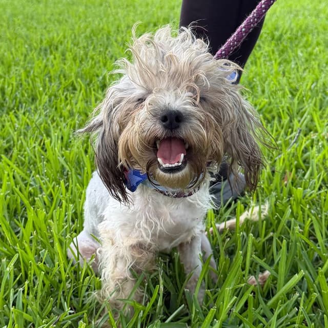 Juliet (benefactor dog) media 3