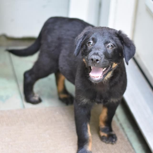 Levi (Victoria Litter) media 5