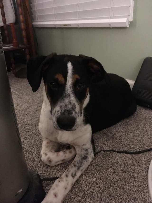 Jake - Fostered in Omaha media 3