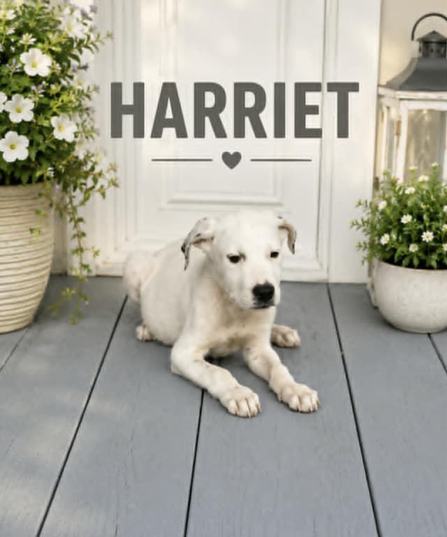 Harriet media 4