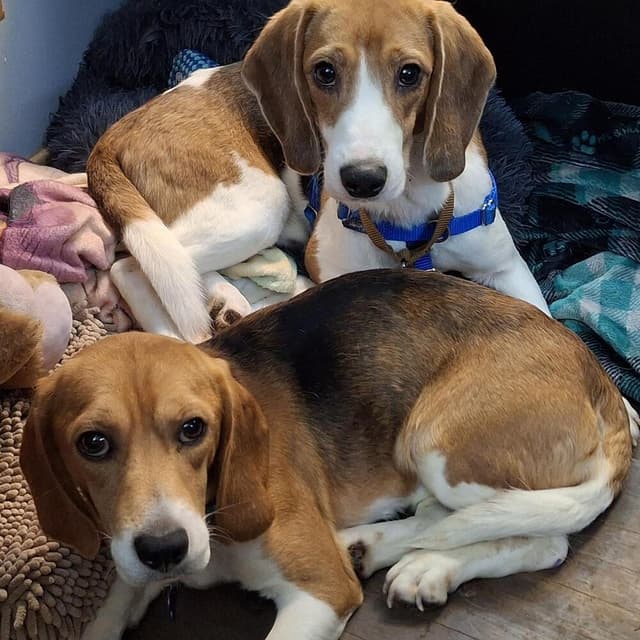 Ridglan Beagles media 3