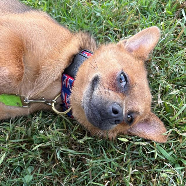 Mary Puppins media 3