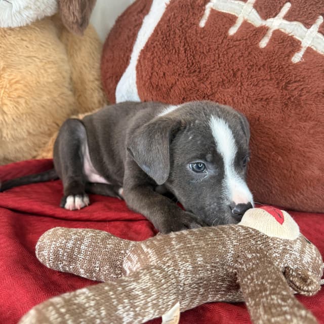 Ridge (100 adoption fee) media 6