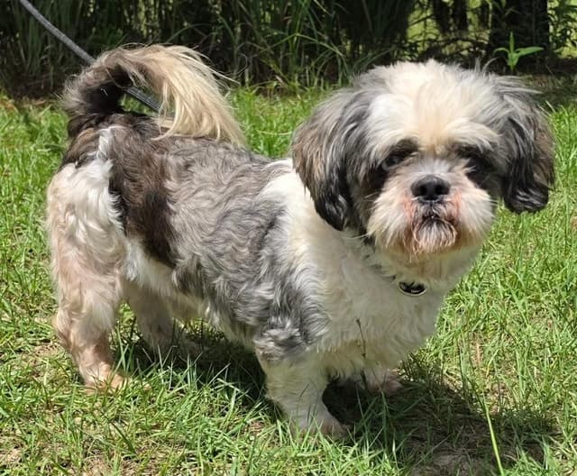 Oswald **Foster / Foster-to-Adopt** media 3