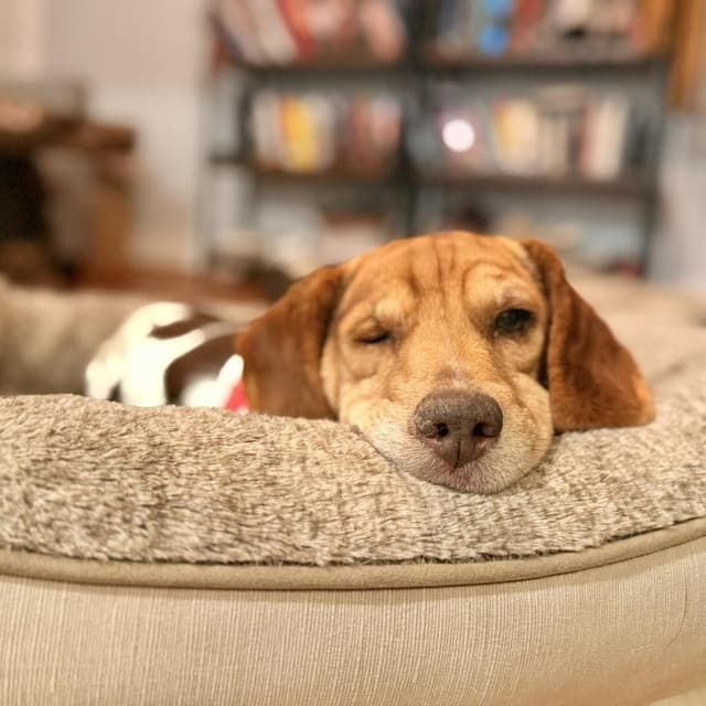 Beagy Weagy media 2