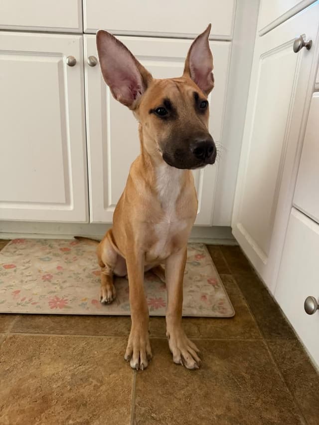 Hank media 5
