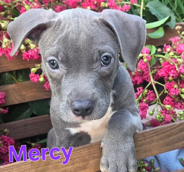 MERCY media 2