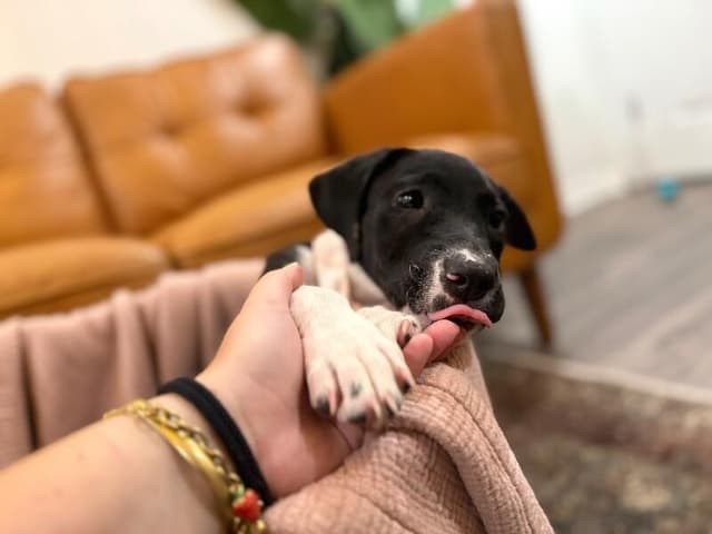Joan the family pup media 5