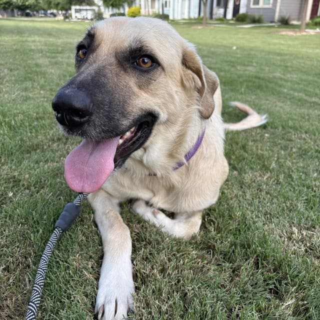 Marmalade aka Lady media 2