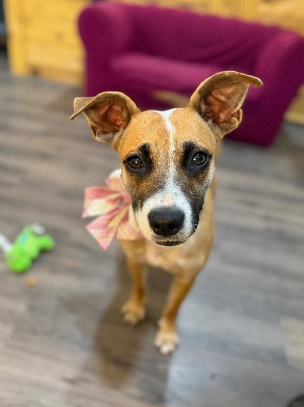 Lacey Sweetheart Adventures and Cuddles media 4