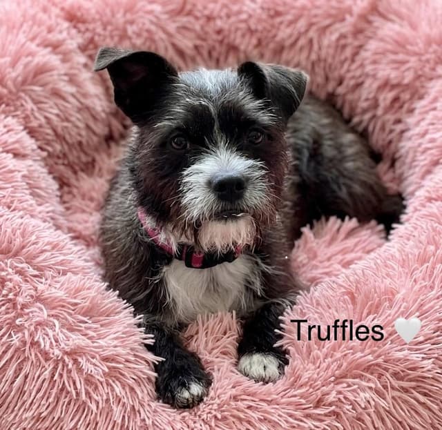Truffles media 2