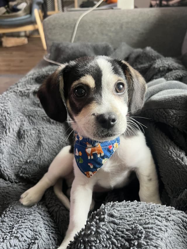 scooter -- available for adoption media 3