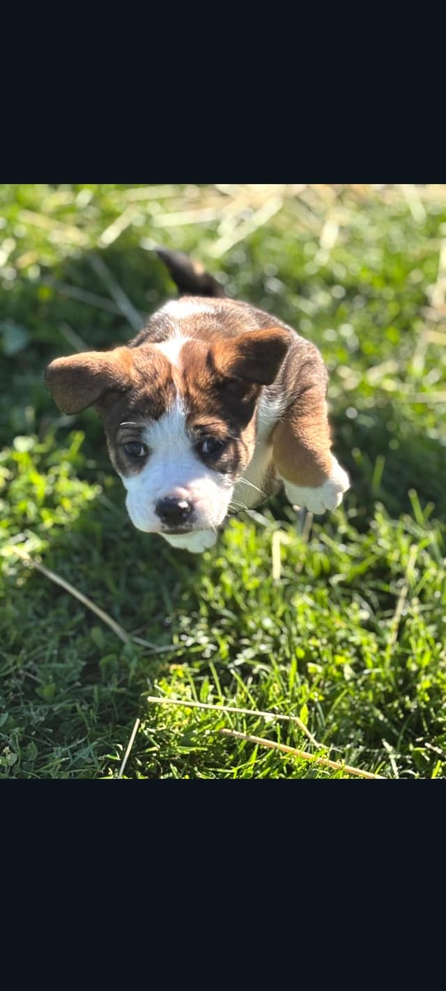 Bailey (Mauve Baby 5) media 5