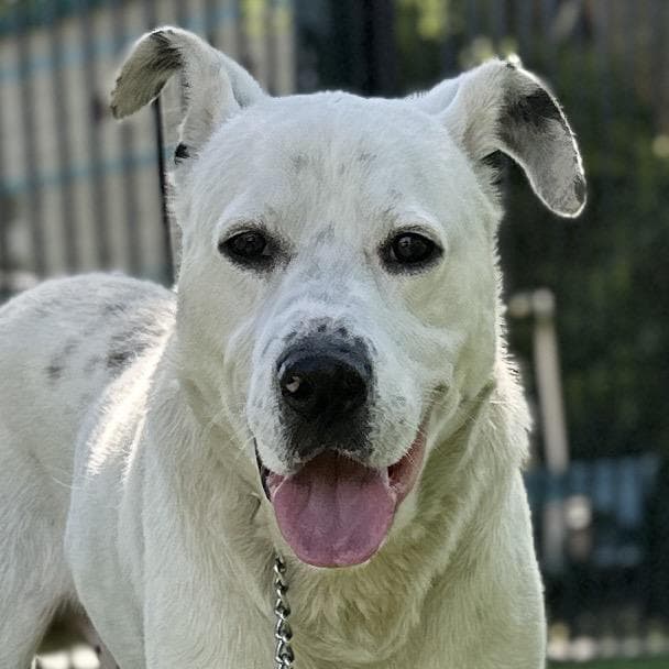 Wyatt - ECAS media 5