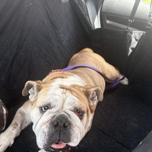 Penelope (Penny) media 5