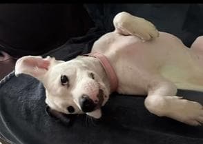 BARBIE - Foster or Adopter needed media 4