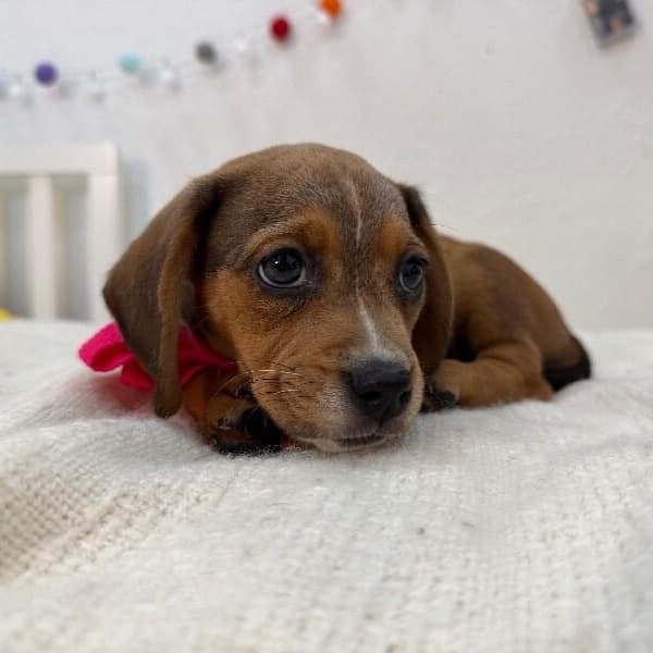 Squirt Pound Puppy media 2