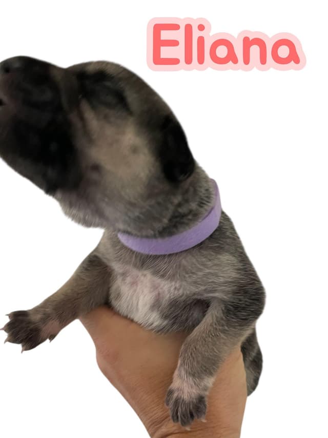 Sunny's Puppies - 4 Girls - NJ media 6
