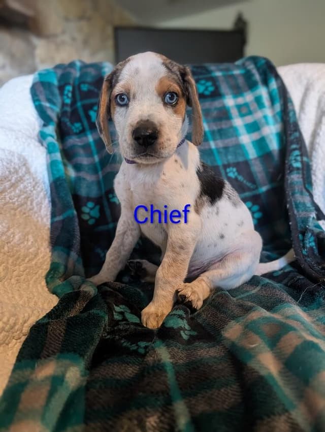 Chief Derby media 2