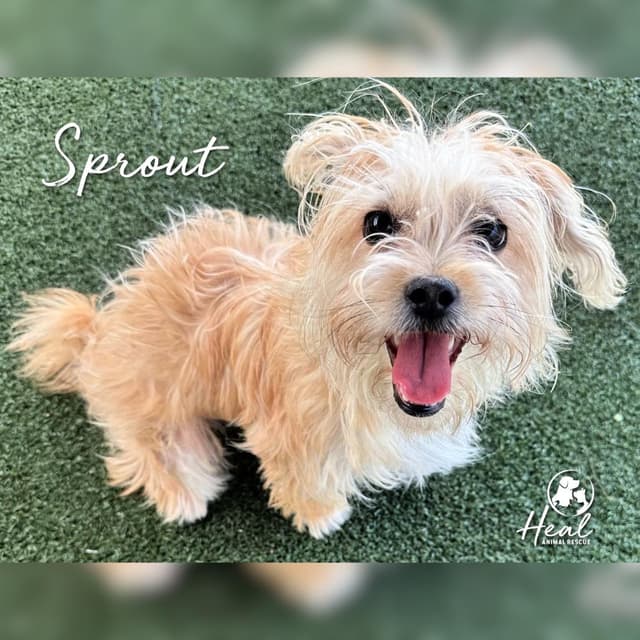 Sprout media 3