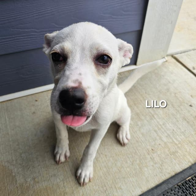 Lilo media 3