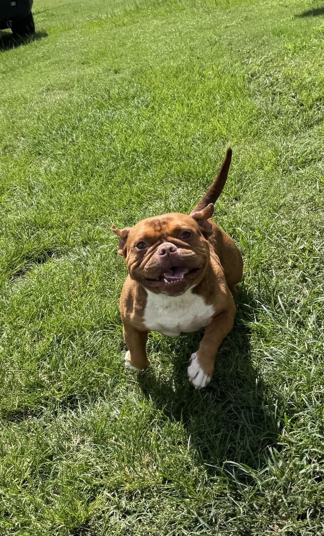 Gizmo (Sweet, Funny, Affectionate, Loves Kids) media 3