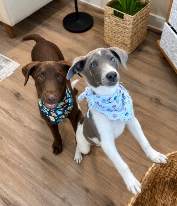 Anderson Beau One Good Pup media 4