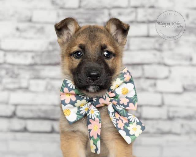 Britta - 5lbs media 2