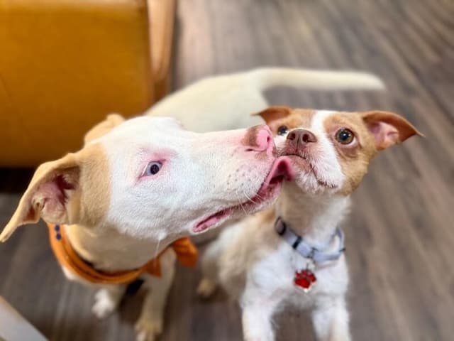 Mr White Smooches media 5