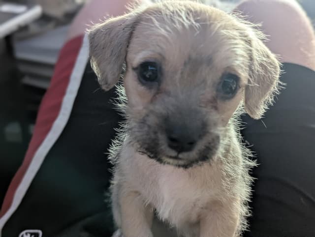 Pip the Border Terrier/Chihuahua media 4