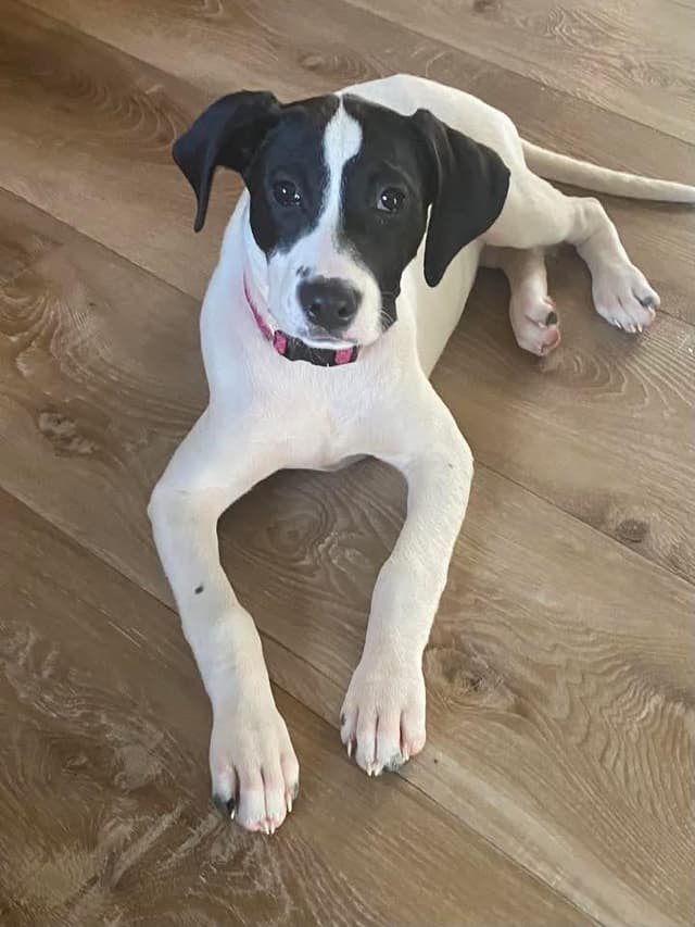Platinum the Mixed Breed Puppy media 2