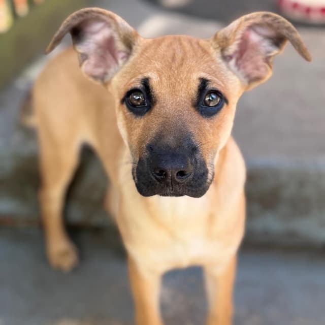 Daisy's Pack Pup: Rose media 3