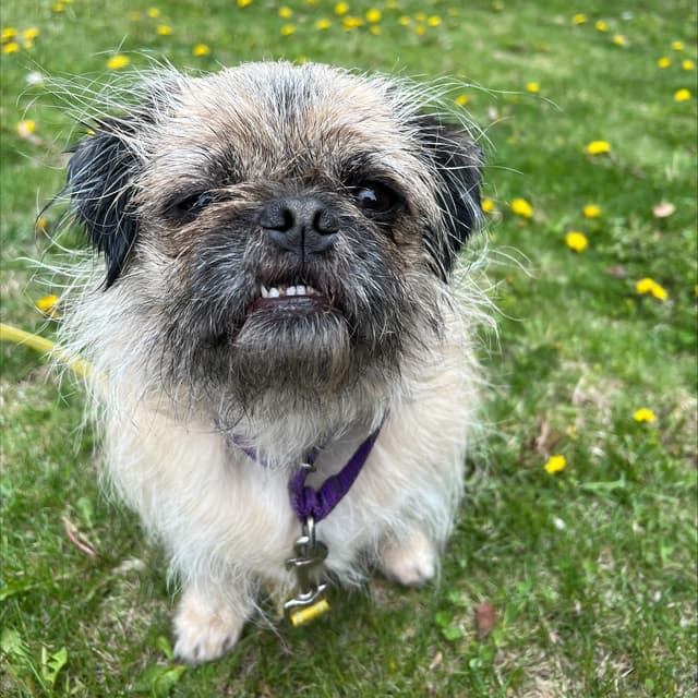 Marley - Loves people sooo sweet media 2