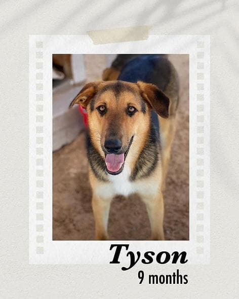 Tyson media 2