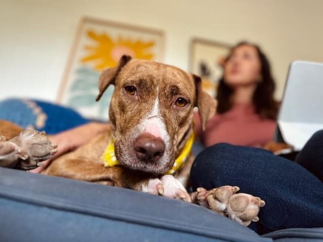 Goldie Golden the Quiet Perfect Companion media 4