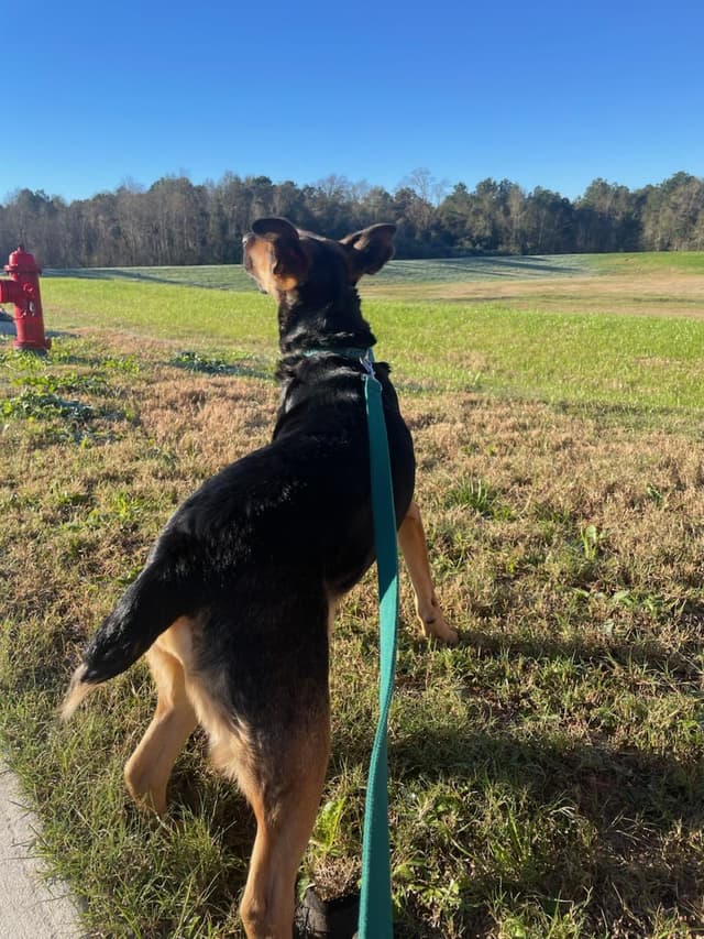 Dutchess - CO media 5
