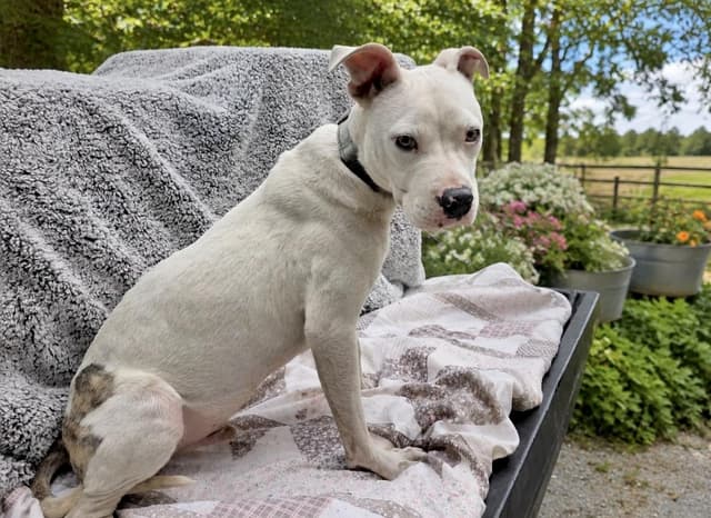 Beckett - Foster or foster to adopt needed media 2