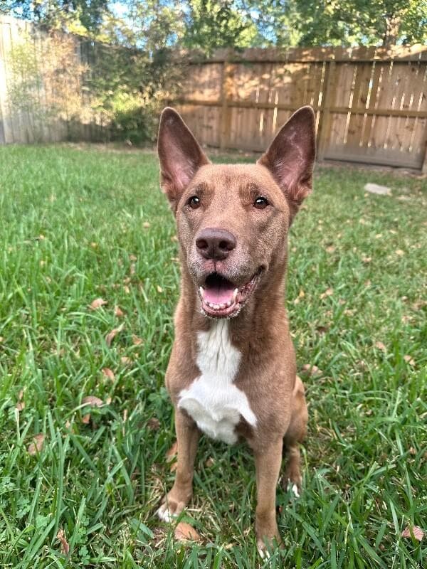 Layla the Dog Lovin Doll media 3