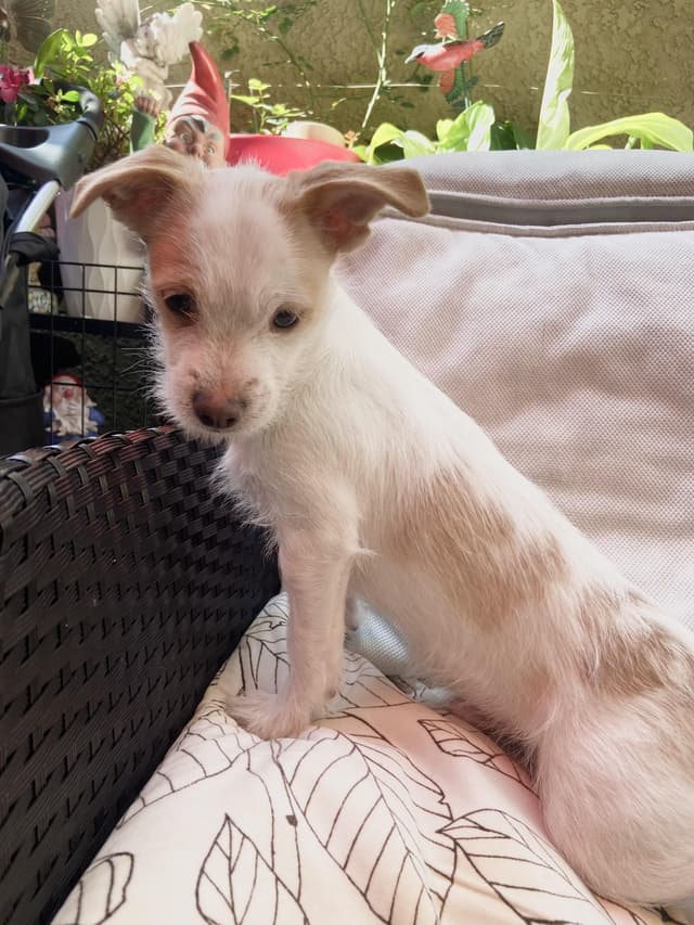 snowball available for adoption media 2