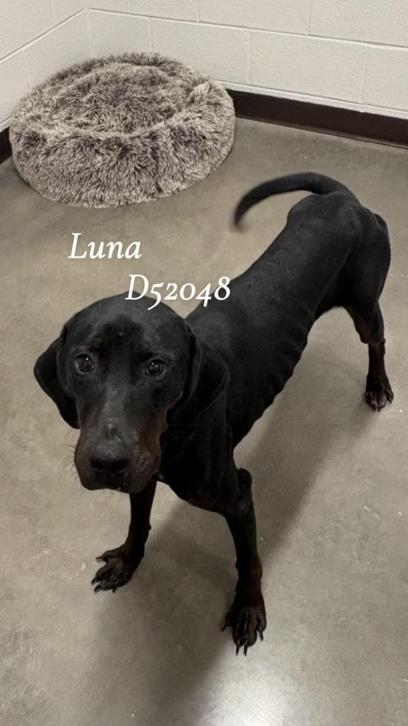 Luna media 2