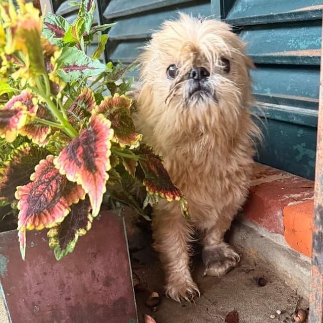 Larry the Snail (Benefactor Dog) media 6