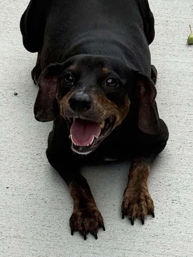 Piper (LOCALLY FOSTERED) media 6