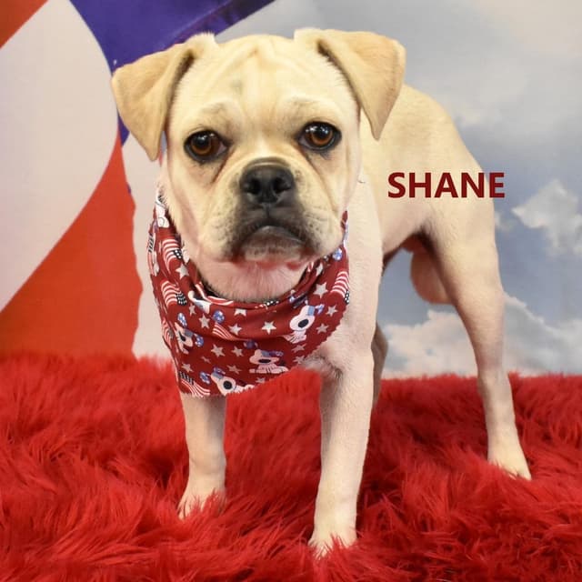 Shane media 2