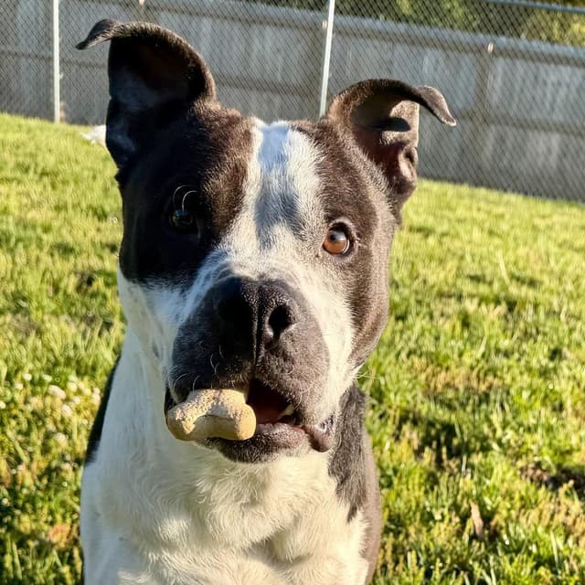 Mahogany media 3
