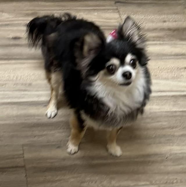BELLA is 5.5 pounds media 2