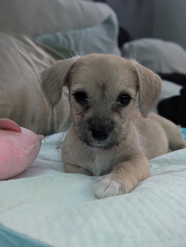 Pip the Border Terrier/Chihuahua media 3