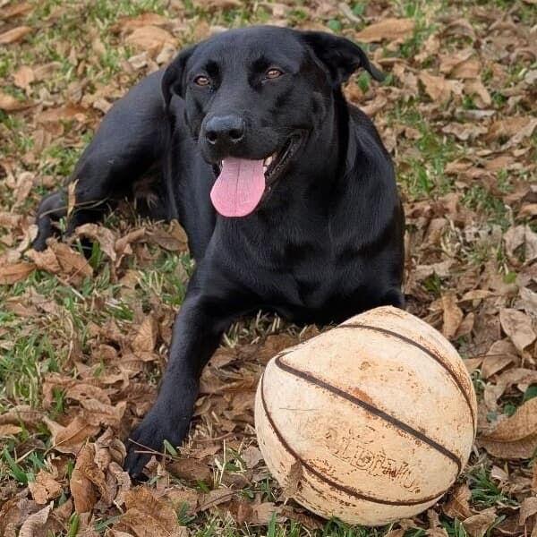Maverick Beau The Loving Lab media 4